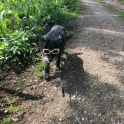 Doggles Hondenzonnebril Chrome -Hond winkel image 1157