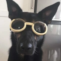 Doggles Hondenzonnebril Chrome -Hond winkel image 1158