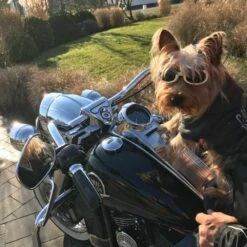 Doggles Hondenzonnebril Chrome -Hond winkel image 1159