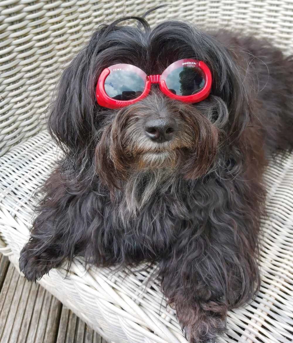 Doggles Hondenzonnebril Shiny Red 4 Doggles Hondenzonnebril Shiny Red - Afbeelding 2