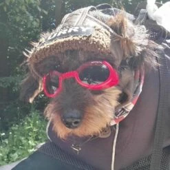 Doggles Hondenzonnebril Shiny Red 8 Doggles Hondenzonnebril Shiny Red -Hond winkel image 1165