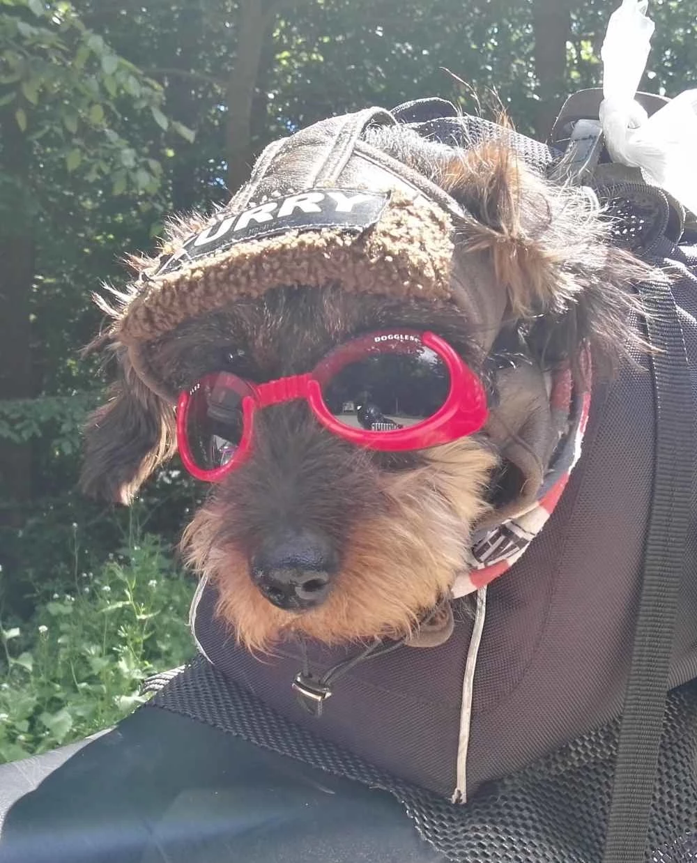 Doggles Hondenzonnebril Shiny Red 5 Doggles Hondenzonnebril Shiny Red - Afbeelding 3