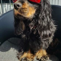 Doggles Hondenzonnebril Shiny Red 9 Doggles Hondenzonnebril Shiny Red -Hond winkel image 1166