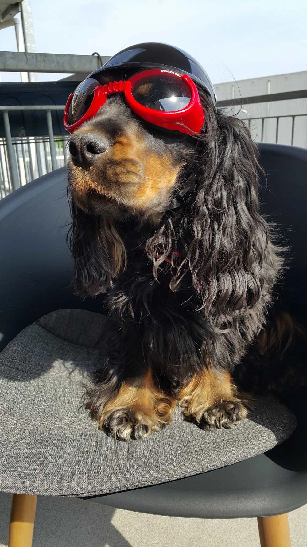 Doggles Hondenzonnebril Shiny Red 6 Doggles Hondenzonnebril Shiny Red - Afbeelding 4