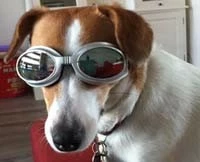 Dogoptics Hondenzonnebril Biker Silver Frame/Mirror Lens 5 Dogoptics Hondenzonnebril Biker Silver Frame/Mirror Lens - Afbeelding 3