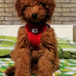 Curli Hondentuig Air-Mesh Harness Red -Hond winkel image 1199