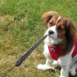 Curli Hondentuig Air-Mesh Harness Red -Hond winkel image 1200