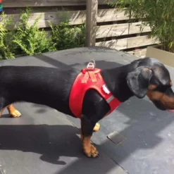 Curli Hondentuig Air-Mesh Harness Red -Hond winkel image 1201