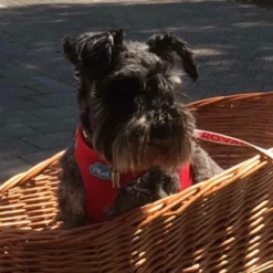 Curli Hondentuig Air-Mesh Harness Red -Hond winkel image 1203