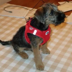 Curli Hondentuig Air-Mesh Harness Red -Hond winkel image 1204