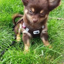 Curli Hondentuig Air-Mesh Harness Brown -Hond winkel image 1256