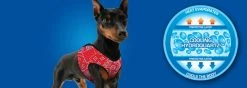 Aqua Coolkeeper Koel Harnas Comfy Cool Blue -Hond winkel image 1278
