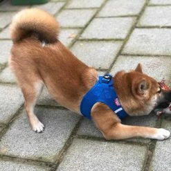 Curli Hondentuig Air-Mesh Harness Blauw -Hond winkel image 1287