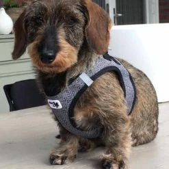 Curli Hondentuig Merino Zwart -Hond winkel image 1324