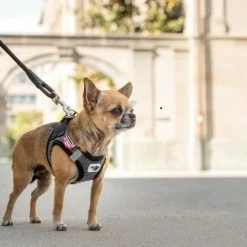Curli Hondentuig Merino Zwart -Hond winkel image 1329