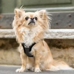 Curli Hondentuig Merino Zwart -Hond winkel image 1330