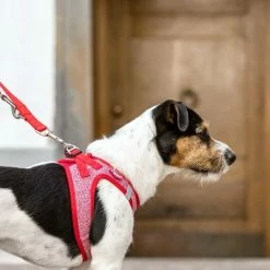 Curli Hondentuig Merino Rood -Hond winkel image 1363