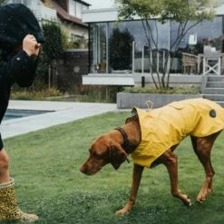 Hunter Regenjas Hond Milford Geel -Hond winkel image 1387