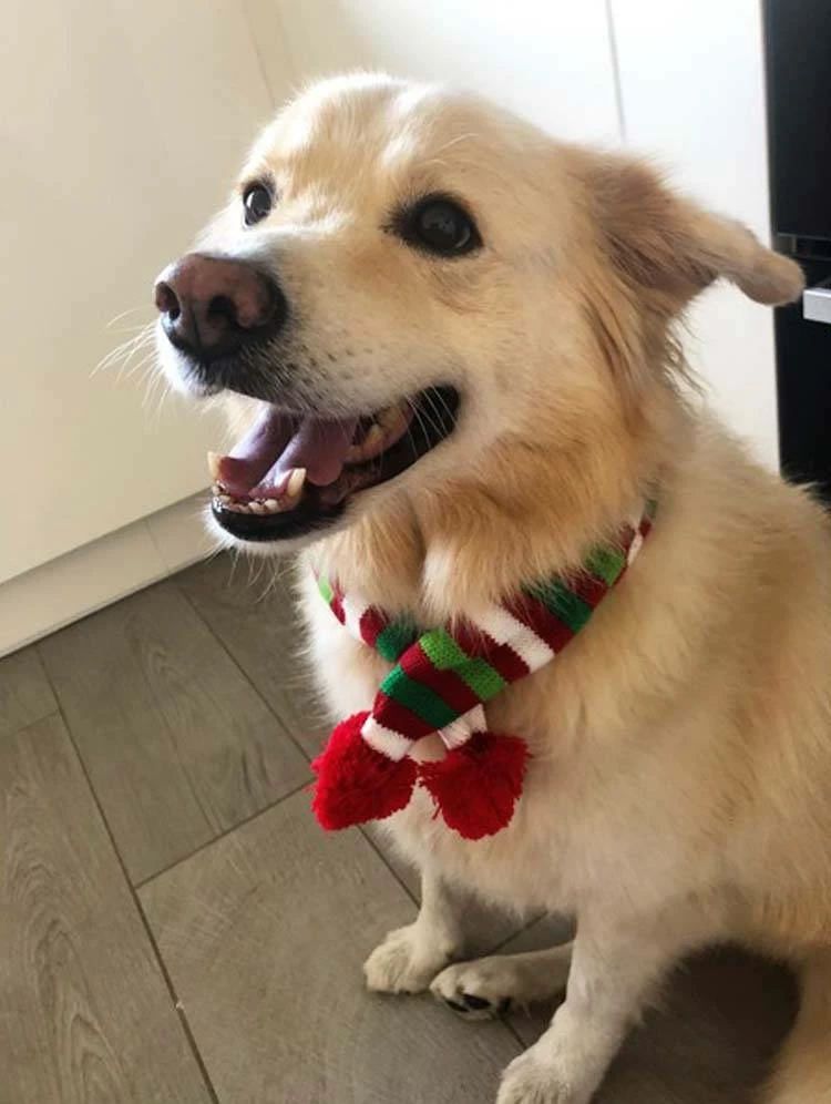 Wagytail Hondensjaal Kerst 3 Wagytail Hondensjaal Kerst