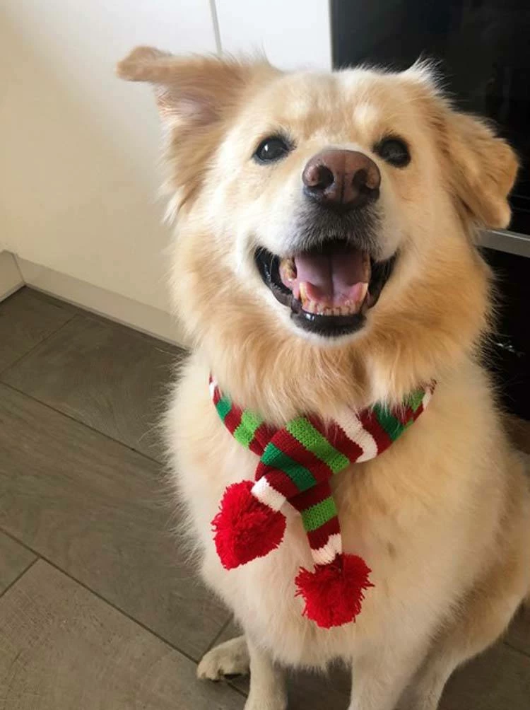 Wagytail Hondensjaal Kerst 4 Wagytail Hondensjaal Kerst - Afbeelding 2