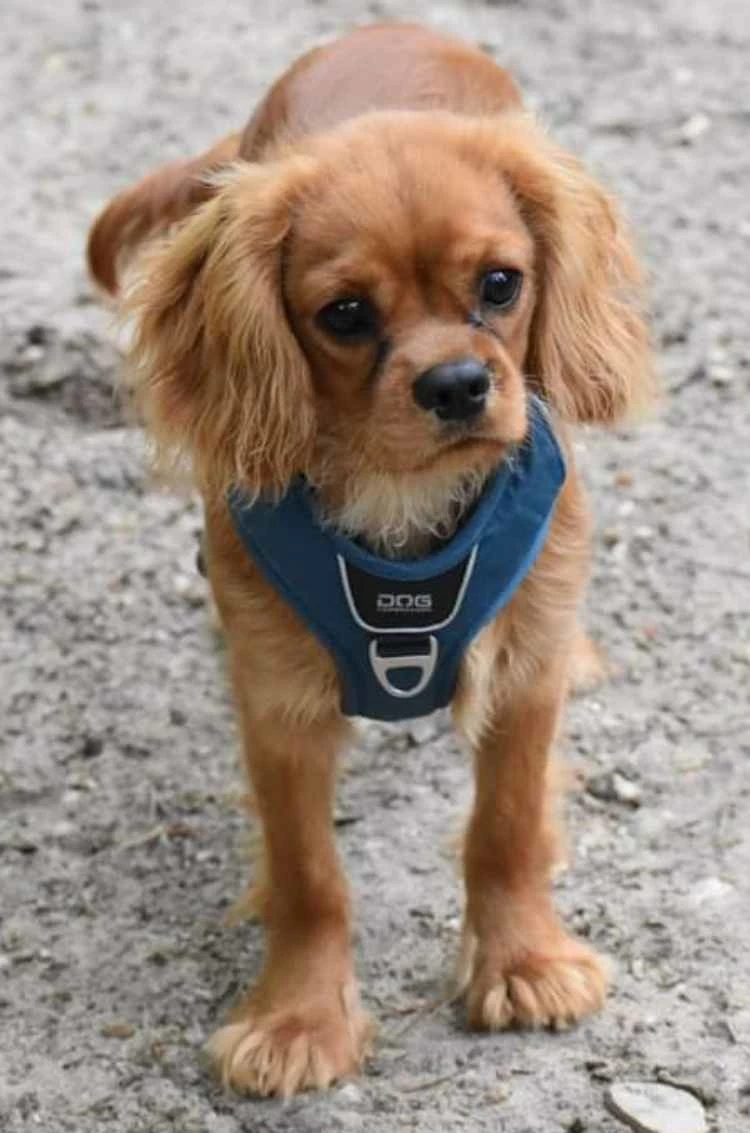 DOG Copenhagen Hondentuig Comfort Walk Pro Ocean Blue 4 DOG Copenhagen Hondentuig Comfort Walk Pro Ocean Blue - Afbeelding 2