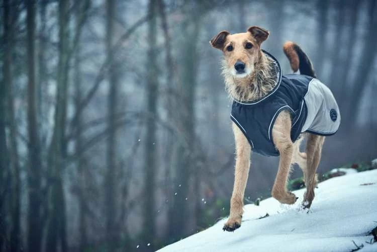 Hunter Hondenjas Uppsala Cozy Grijs 3 Hunter Hondenjas Uppsala Cozy Grijs