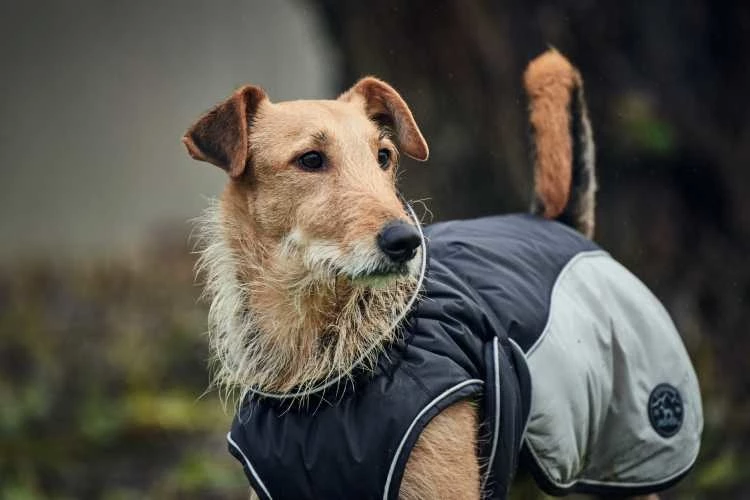 Hunter Hondenjas Uppsala Cozy Grijs 4 Hunter Hondenjas Uppsala Cozy Grijs - Afbeelding 2