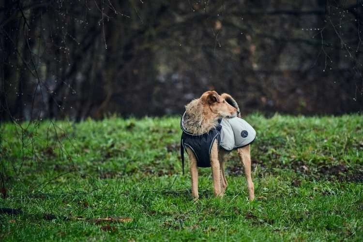 Hunter Hondenjas Uppsala Cozy Grijs 6 Hunter Hondenjas Uppsala Cozy Grijs - Afbeelding 4