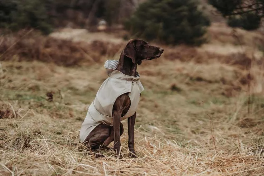 Hunter Regenjas Hond Milford Taupe 4 Hunter Regenjas Hond Milford Taupe - Afbeelding 2