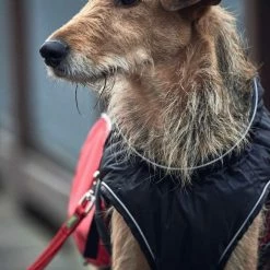 Hunter Hondenjas Uppsala Cozy Rood -Hond winkel image 1630
