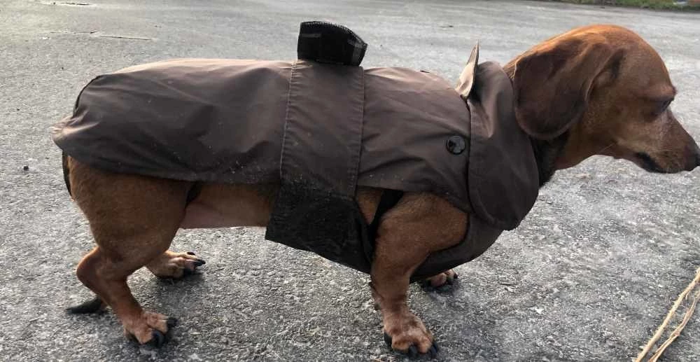 Fashion Dog Hondenjas Teckel Bruin 4 Fashion Dog Hondenjas Teckel Bruin - Afbeelding 2