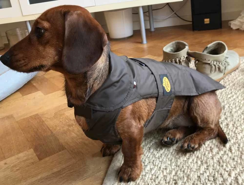 Fashion Dog Hondenjas Teckel Bruin 5 Fashion Dog Hondenjas Teckel Bruin - Afbeelding 3