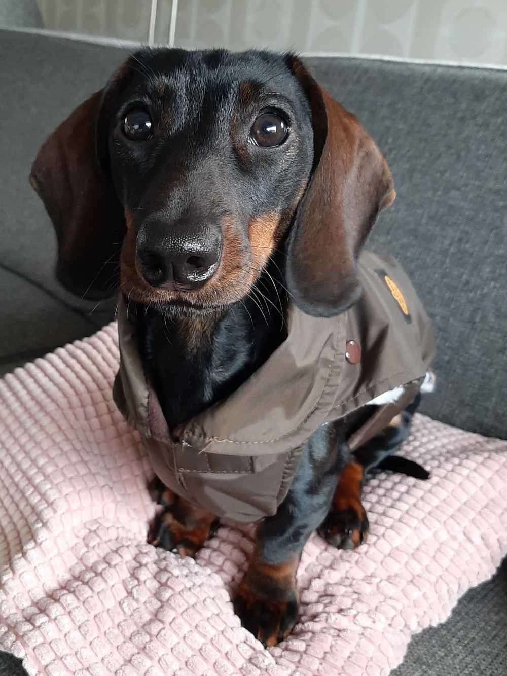 Fashion Dog Hondenjas Teckel Bruin 6 Fashion Dog Hondenjas Teckel Bruin - Afbeelding 4