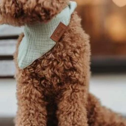 Hunter Hondensjaal Nola Bandana Groen -Hond winkel image 1660