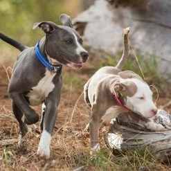 Rogz Hondenhalsband Safety Roze -Hond winkel image 1706