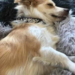 Doxtasy Hondenhalsband Met Naam Medium Brown -Hond winkel image 1730