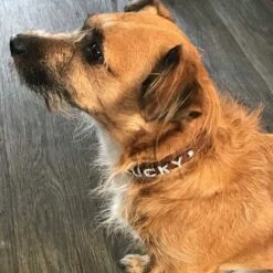 Doxtasy Hondenhalsband Met Naam Medium Brown -Hond winkel image 1731