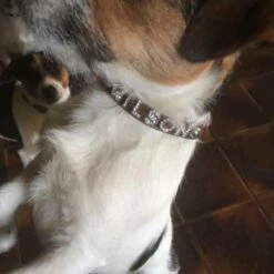 Doxtasy Hondenhalsband Met Naam Medium Brown -Hond winkel image 1732