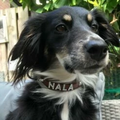 Doxtasy Hondenhalsband Met Naam Medium Brown -Hond winkel image 1736