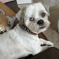 Doxtasy Hondenhalsband Met Naam Medium Brown -Hond winkel image 1737