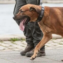 DOG Copenhagen Hondenhalsband Urban Explorer Zwart -Hond winkel image 174