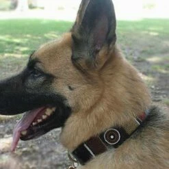 The Kenyan Collection Hondenhalsband Topi