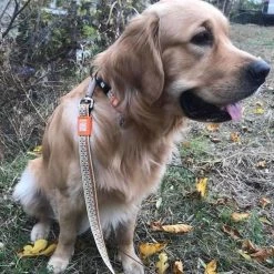 Max&Molly Max & Molly Hondenhalsband Ethnic -Hond winkel image 1779