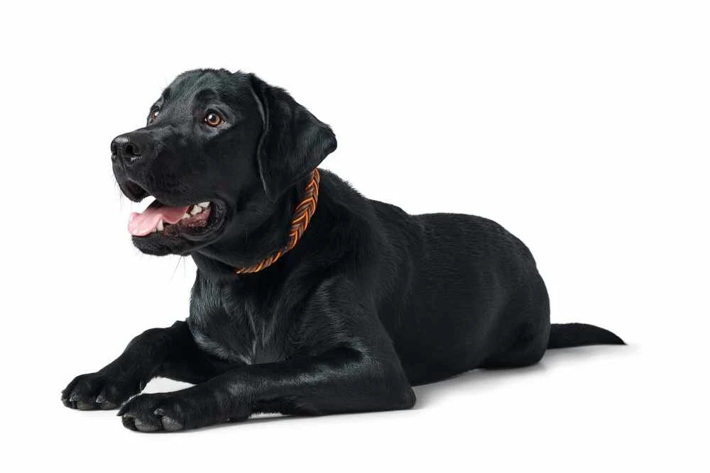 Hunter Hondenhalsband Solid Education Cord Bruin Oranje 3 Hunter Hondenhalsband Solid Education Cord Bruin Oranje