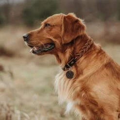 Hunter Hondenhalsband Solid Education Cord Bruin Oranje 12 Hunter Hondenhalsband Solid Education Cord Bruin Oranje -Hond winkel image 1790