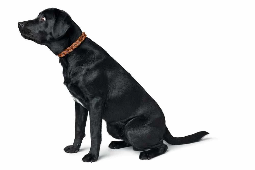 Hunter Hondenhalsband Solid Education Cord Bruin Oranje 8 Hunter Hondenhalsband Solid Education Cord Bruin Oranje - Afbeelding 6