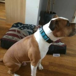 Doxtasy Hondenhalsband Blue River 35mm -Hond winkel image 1797