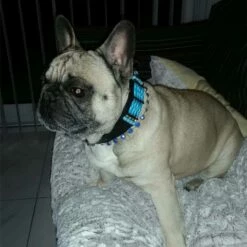 Doxtasy Hondenhalsband Blue River 35mm -Hond winkel image 1798