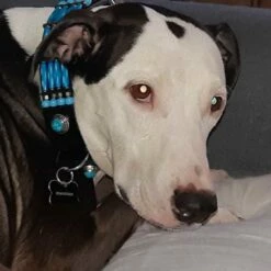 Doxtasy Hondenhalsband Blue River 35mm -Hond winkel image 1800