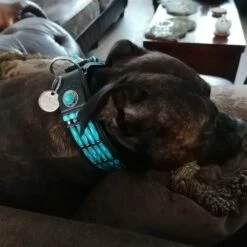 Doxtasy Hondenhalsband Blue River 35mm -Hond winkel image 1801